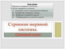 Строение нервной системы. Спинной мозг