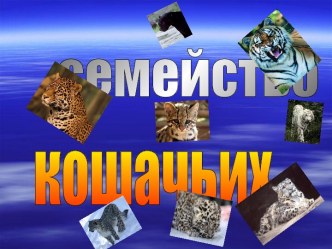 Семейство кошачьих