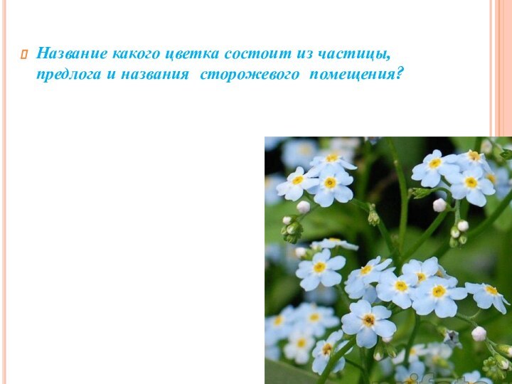 Название какого цветка состоит из частицы, предлога и названия сторожевого  помещения?  