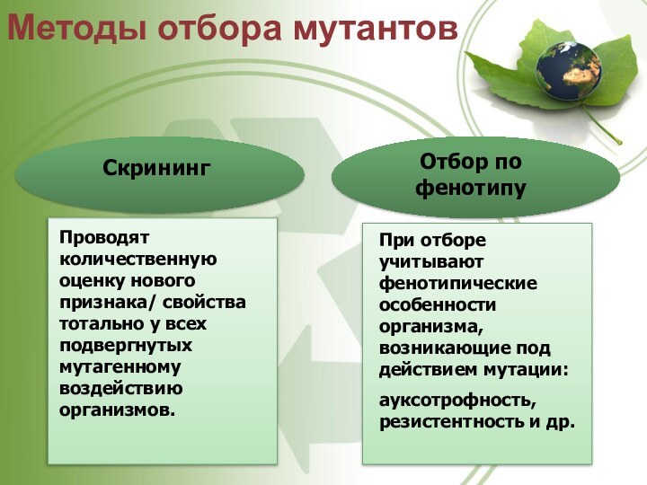 Методы отбора мутантовСкринингОтбор по фенотипуПроводят количественную оценку нового признака/ свойства тотально у