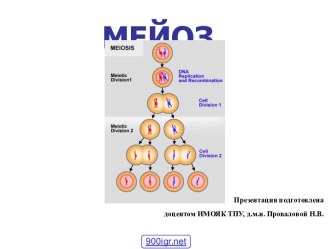 Деление клетки мейоз