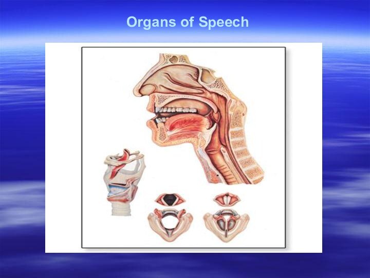 Organs of Speech             работ