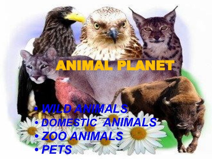 ANIMAL PLANET WILD ANIMALS DOMESTIC ANIMALS ZOO ANIMALS PETS