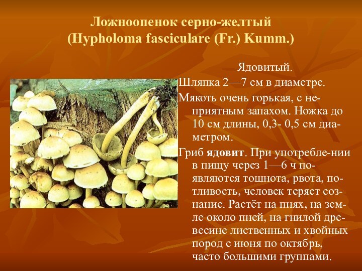 Ложноопенок серно-желтый (Hypholoma fasciculare (Fr.) Kumm.)Ядовитый.Шляпка 2—7 см в диаметре.Мякоть очень горькая,