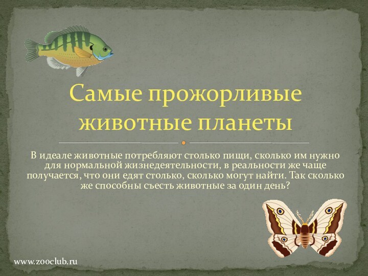 В идеале животные потребляют столько пищи, сколько им нужно для нормальной жизнедеятельности,