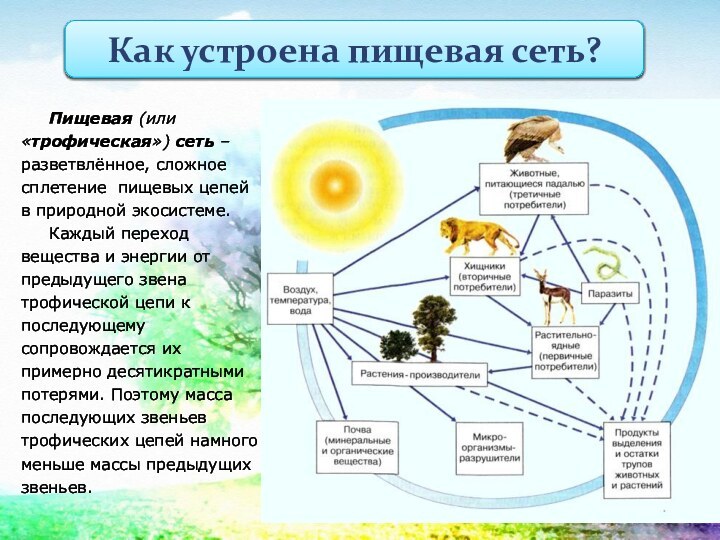 Пищевая (или «трофическая») сеть – разветвлённое, сложное сплетение пищевых цепей в природной