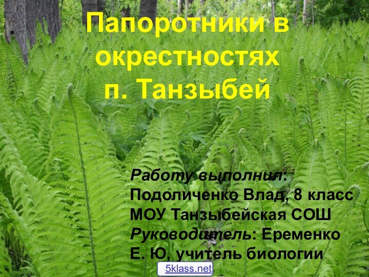 Папоротники в окрестностях  п. ТанзыбейРаботу выполнил: Подоличенко Влад, 8 класс МОУ