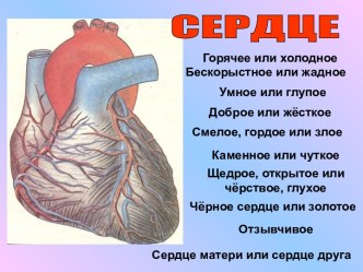 Сердце