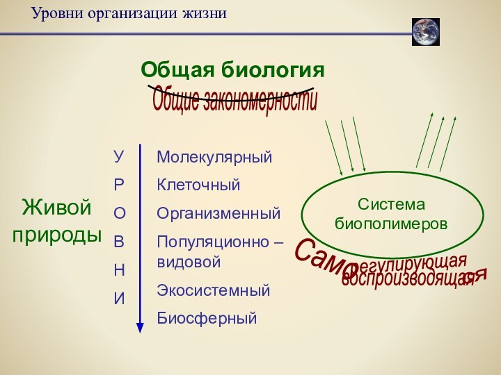 Уровни организации жизниОбщая биологияЖивой природыМолекулярныйКлеточныйОрганизменныйПопуляционно – видовойЭкосистемныйБиосферныйСистема биополимеровУРОВНИОбщие закономерности Само ся регулирующая воспроизводящая