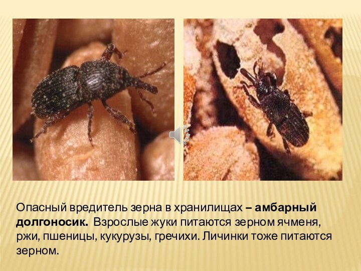 Опасный вредитель зерна в хранилищах – амбарный долгоносик. Взрослые жуки питаются зерном