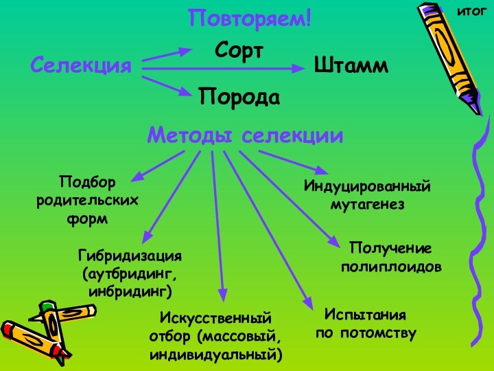 Повторяем!итогМетоды селекцииПодбор родительских формИндуцированный мутагенезПолучение полиплоидовИспытания по потомствуГибридизация (аутбридинг, инбридинг)Искусственный отбор (массовый, индивидуальный)СелекцияСортПородаШтамм