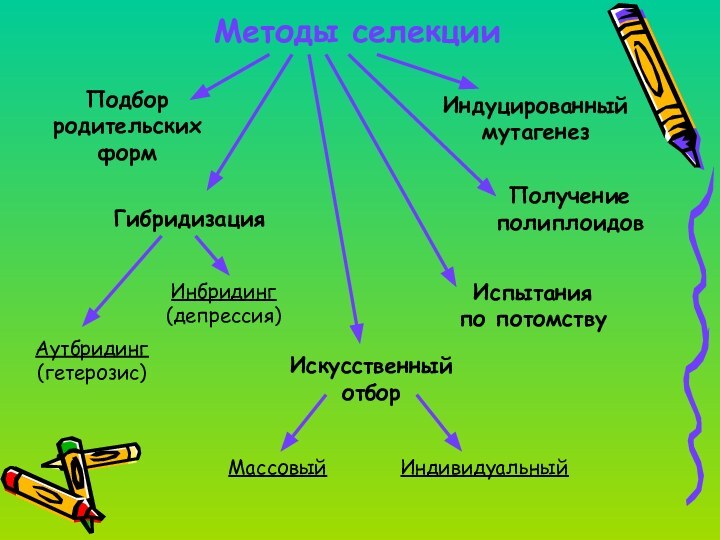 Методы селекцииПодбор родительских формИндуцированный мутагенезПолучение полиплоидовИспытания по потомствуГибридизацияИскусственный отборАутбридинг (гетерозис)Инбридинг (депрессия)Массовый Индивидуальный