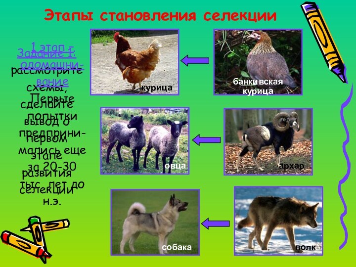 Этапы становления селекцииЗадание 1: рассмотрите схемы, сделайте вывод о первом этапе развития
