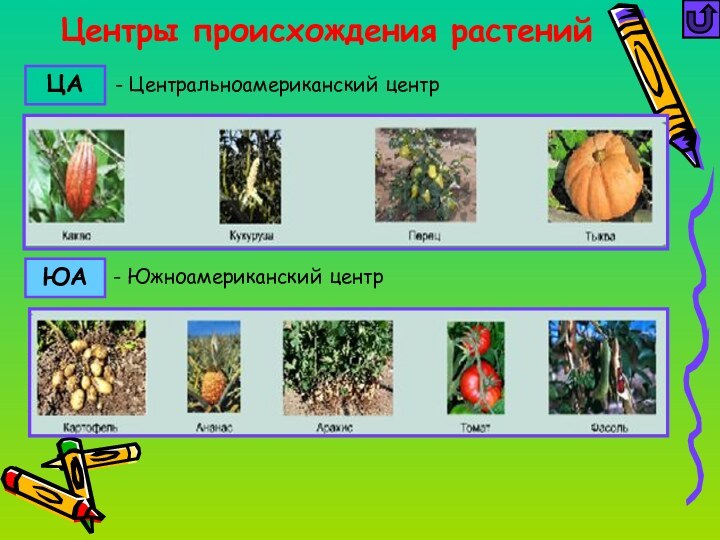 Центры происхождения растенийЦАЮА- Южноамериканский центр- Центральноамериканский центр