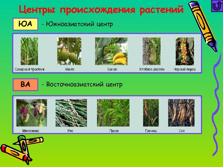 Центры происхождения растенийЮА  - Южноазиатский центрВА- Восточноазиатский центр