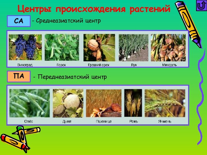Центры происхождения растенийСАПА- Переднеазиатский центр- Среднеазиатский центр