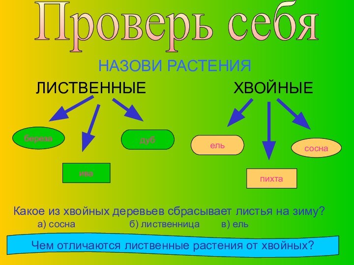 НАЗОВИ РАСТЕНИЯЛИСТВЕННЫЕ          ХВОЙНЫЕПроверь