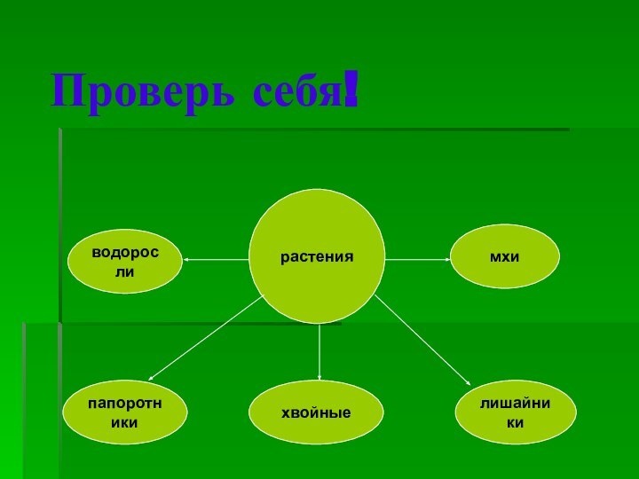 Проверь себя!растенияводорослимхипапоротникихвойныелишайники