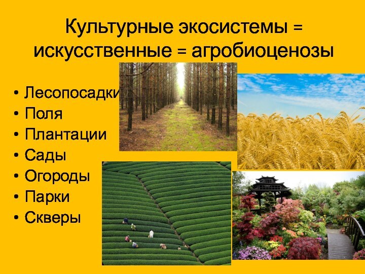 Культурные экосистемы = искусственные = агробиоценозыЛесопосадкиПоляПлантацииСадыОгородыПарки Скверы