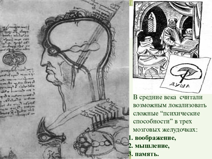 В средние века считали возможным локализовать сложные “психические способности” в трех мозговых желудочках: воображение, мышление, память.