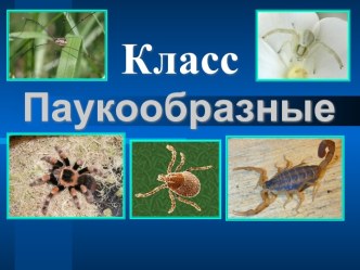 Класс Паукообразные