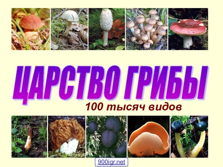 100 тысяч видовЦАРСТВО ГРИБЫ