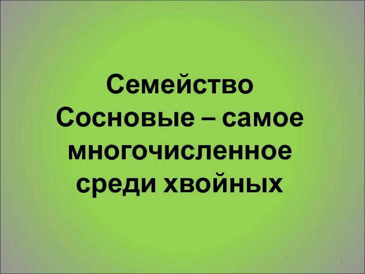 Семейство Сосновые – самое многочисленное среди хвойных