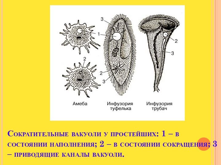 Сократительные вакуоли у простейших: 1 – в состоянии наполнения; 2 – в