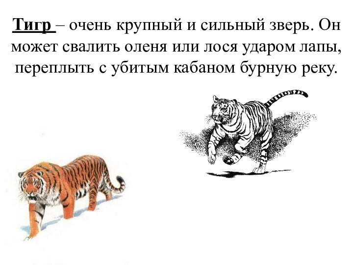 Тигр – очень крупный и сильный зверь. Он может свалить оленя или