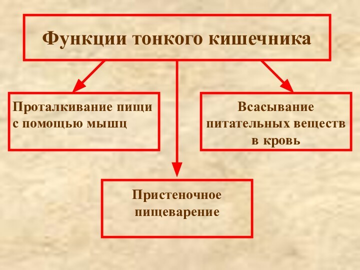 Функции тонкого кишечника