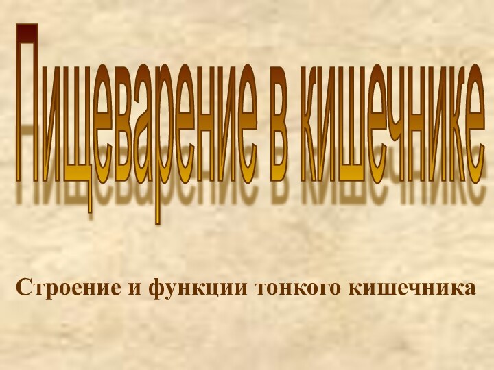 Строение и функции тонкого кишечникаПищеварение в кишечнике