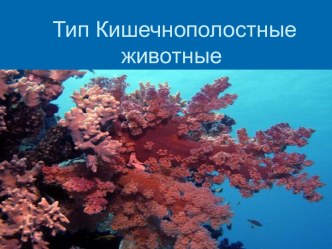 Тип Кишечнополостные животные