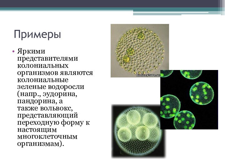 Примеры Яркими представителями колониальных организмов являются колониальные зеленые водоросли (напр., эудорина, пандорина,