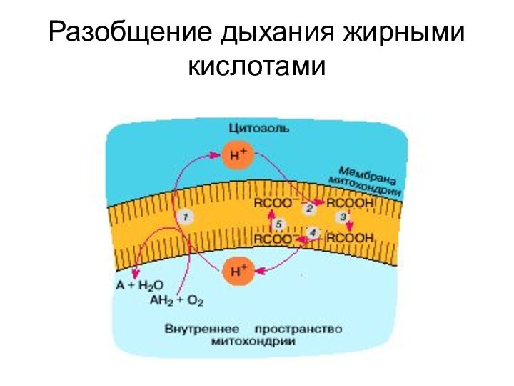 Разобщение дыхания жирными кислотами