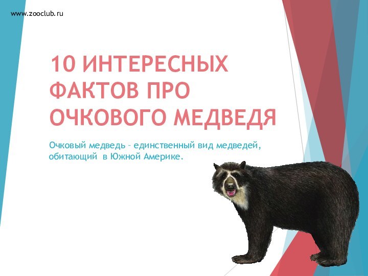 10 ИНТЕРЕСНЫХ ФАКТОВ ПРО ОЧКОВОГО МЕДВЕДЯОчковый медведь – единственный вид медведей, обитающий в Южной Америке. www.zooclub.ru