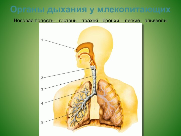 Органы дыхания у млекопитающих Носовая полость – гортань – трахея - бронхи – легкие - альвеолы