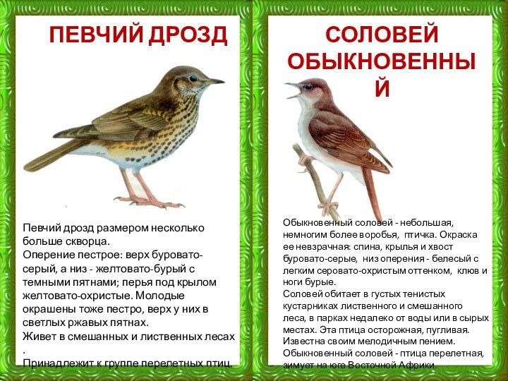 ПЕВЧИЙ ДРОЗДПевчий дрозд размером несколько больше скворца. Оперение пестрое: верх буровато-серый, а