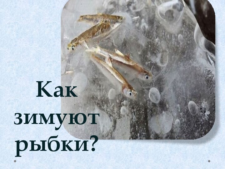 Как зимуют рыбки?