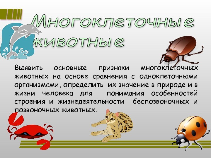 Многоклеточные  животные Выявить основные признаки многоклеточных животных на основе сравнения с