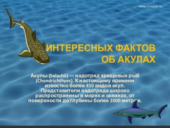 35 интересных фактов об акулах