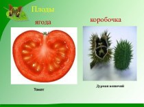 Минеральное-корневое питание растений