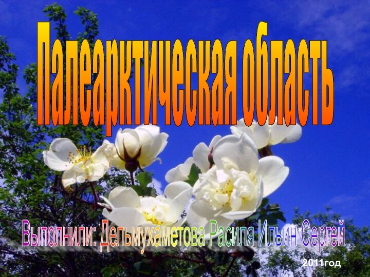 Выполнили: Дельмухаметова Расиля Ильин Сергей 2011годПалеарктическая область