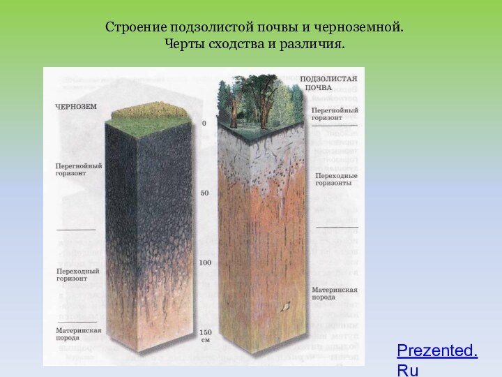 Строение подзолистой почвы и черноземной.Черты сходства и различия.Prezented.Ru