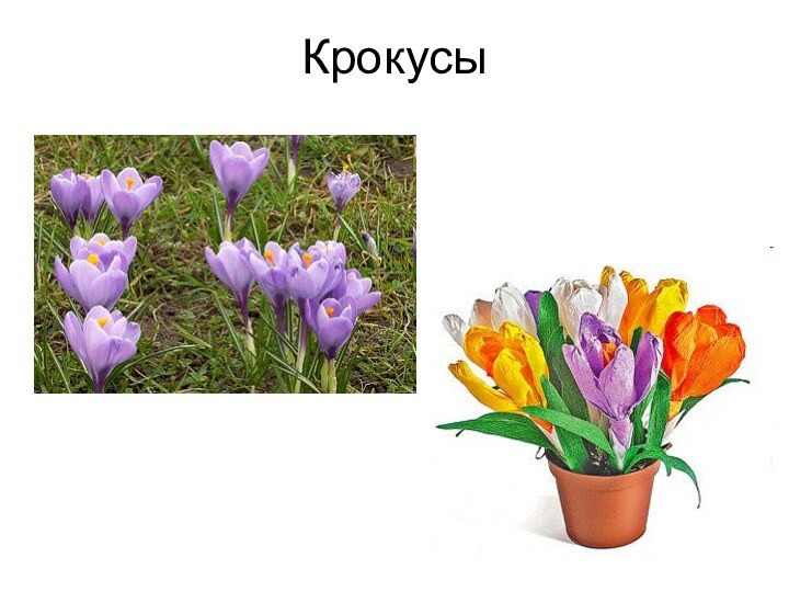 Крокусы