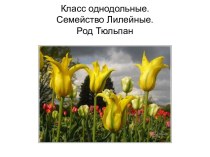 Внеклассное мероприятие по биологии Желтые тюльпаны (К началу весны)