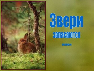 Звери запасаются жиром