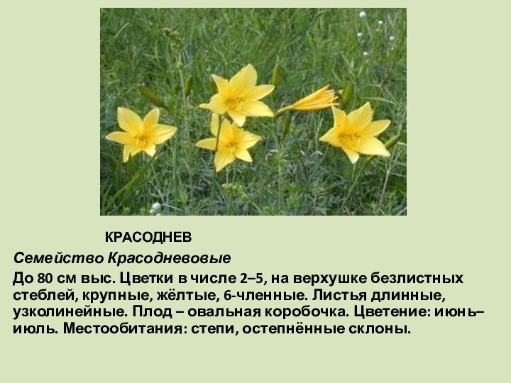 КРАСОДНЕВСемейство КрасодневовыеДо 80 см выс. Цветки в числе 2–5, на верхушке безлистных