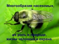 Многообразие насекомых, их роль в природе, жизни человека и охрана