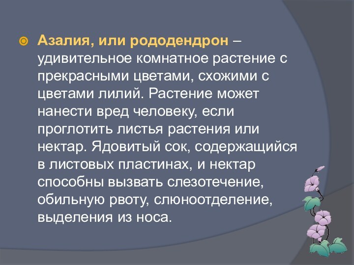 Азалия, или рододендрон – удивительное комнатное растение с прекрасными цветами, схожими с