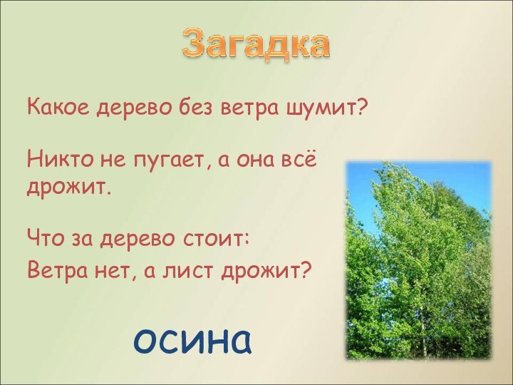 Какое дерево без ветра шумит?Никто не пугает, а она всё дрожит.Что за